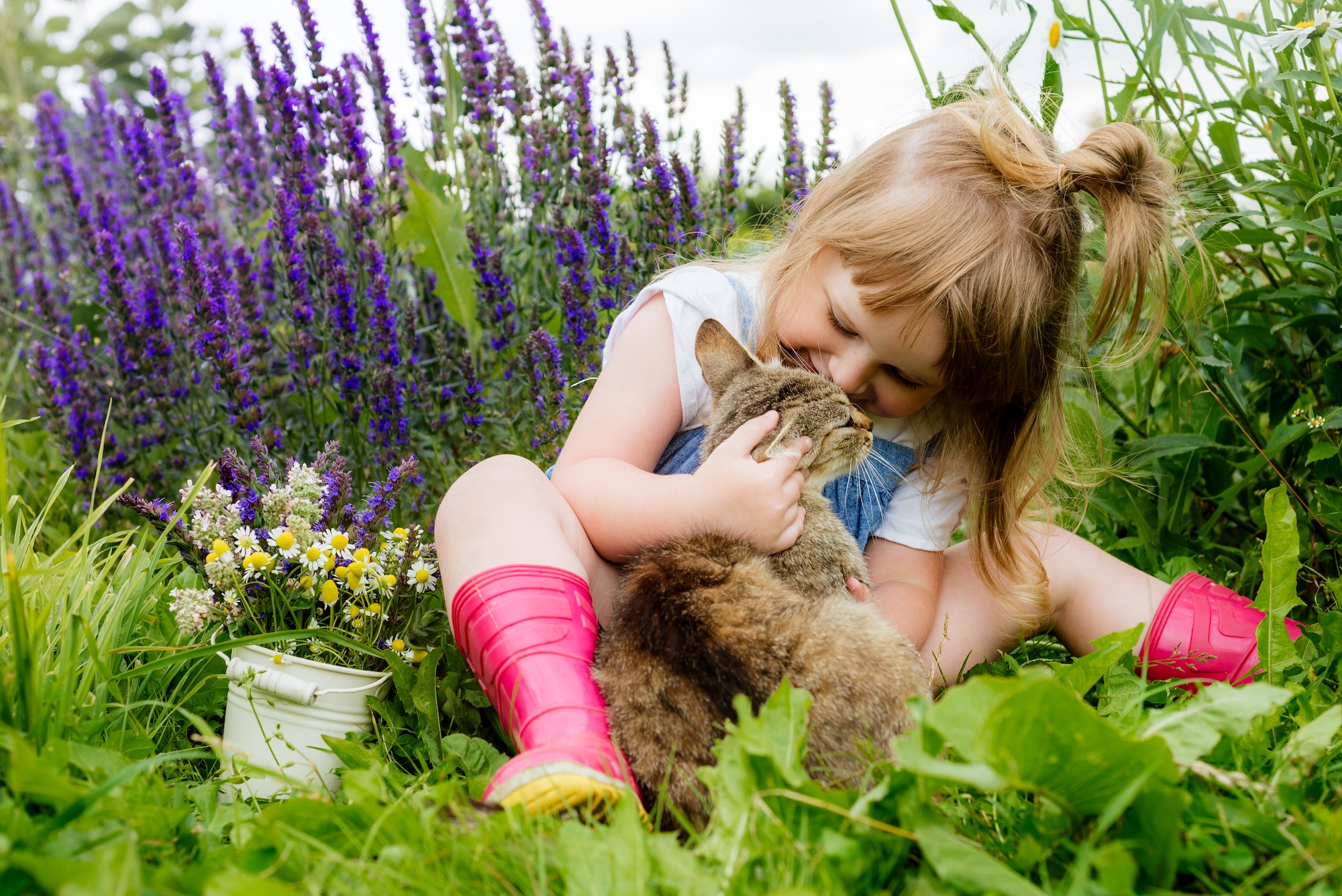 baby girl in the summer in the village with a cat, pet, love of animals. purple flowers, lavender